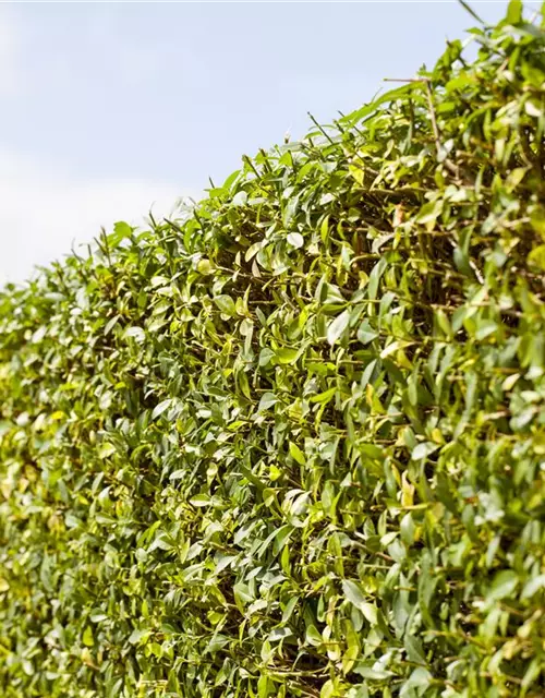 Ligustrum vulgare