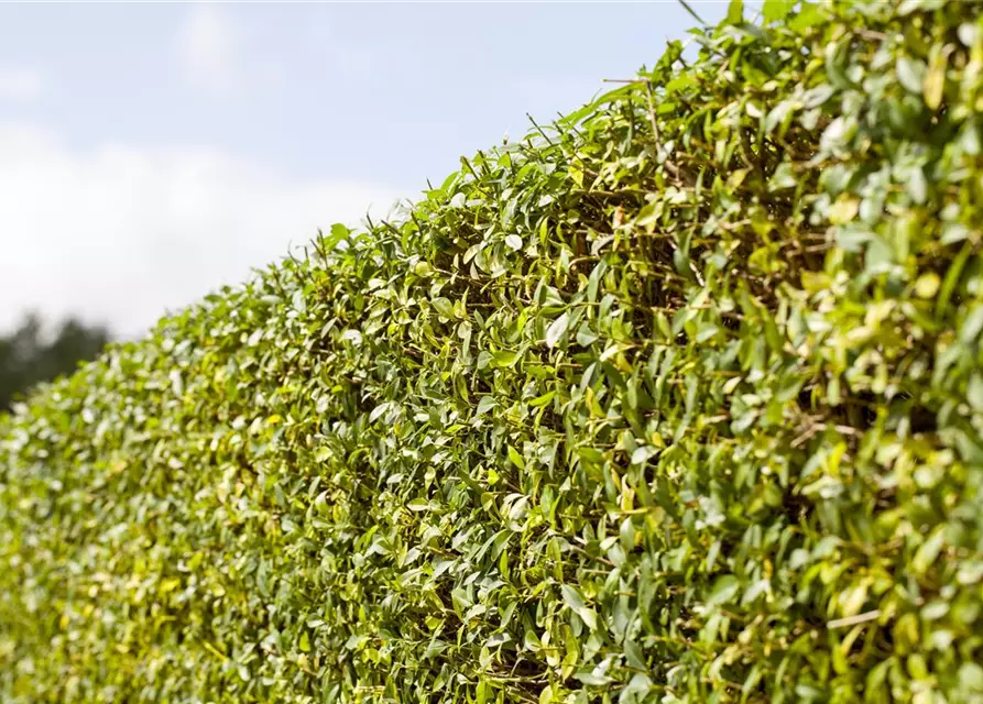 Ligustrum vulgare