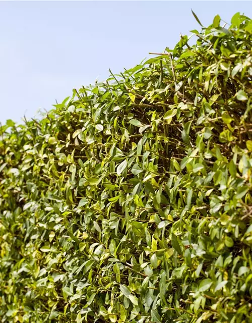 Ligustrum vulgare