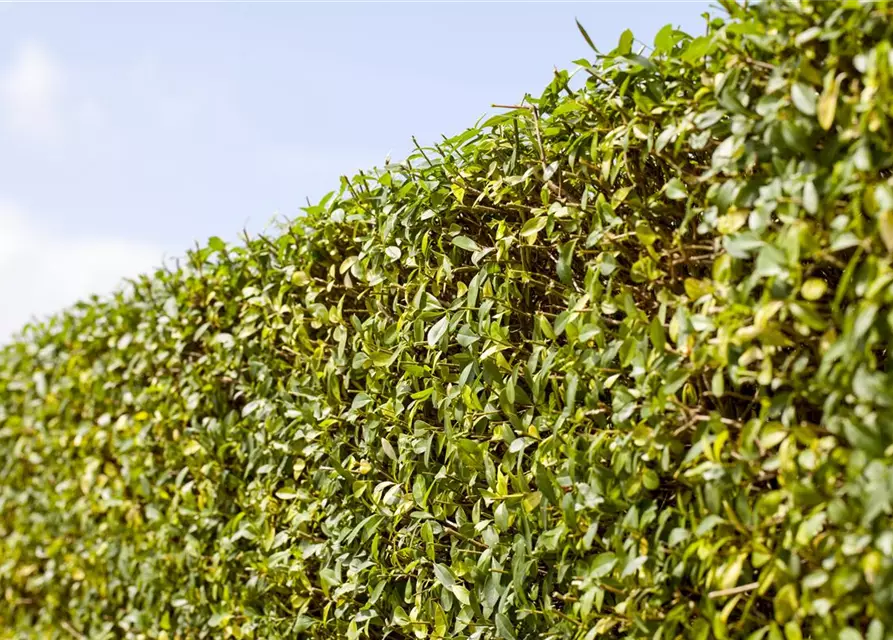 Ligustrum vulgare