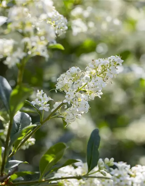 Ligustrum vulgare