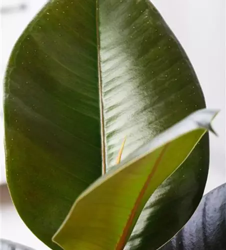 Ficus elastica