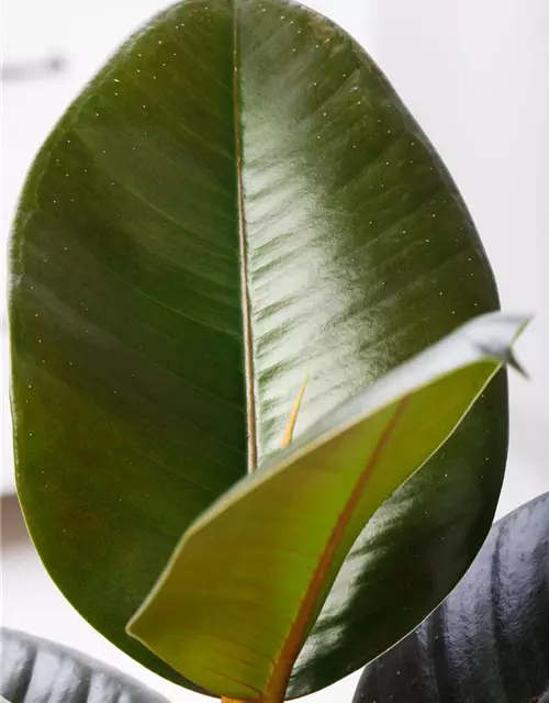 Ficus elastica