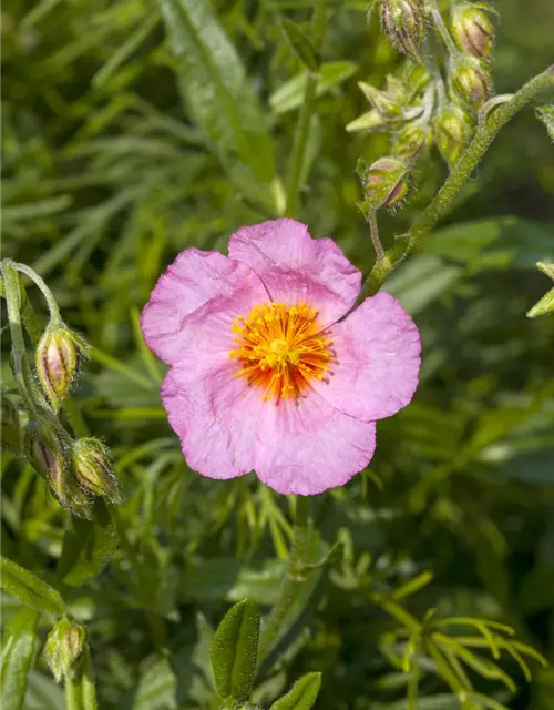 Helianthemum cultorum