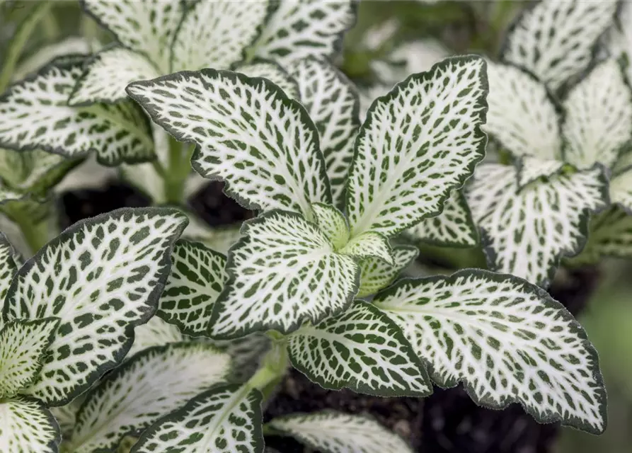 Fittonia verschaffeltii