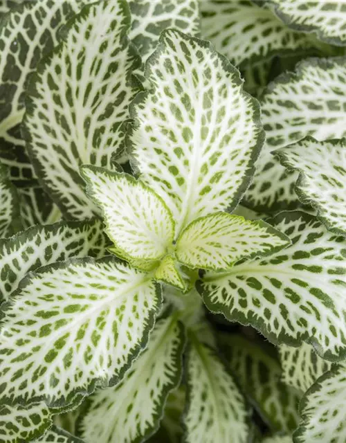 Fittonia verschaffeltii