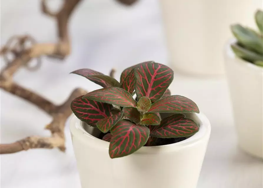 Fittonia verschaffeltii