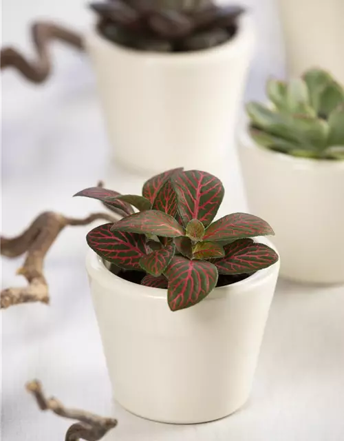 Fittonia verschaffeltii