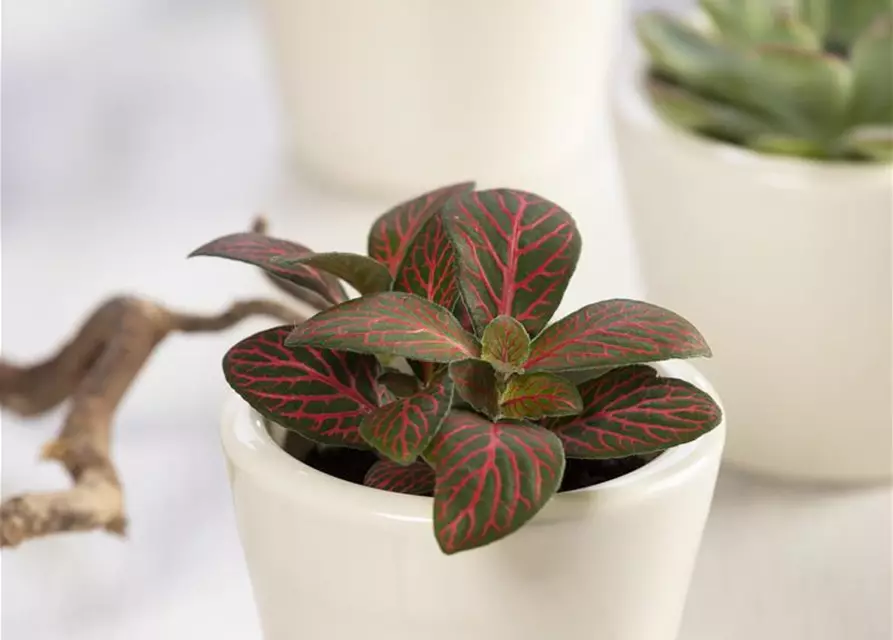 Fittonia verschaffeltii