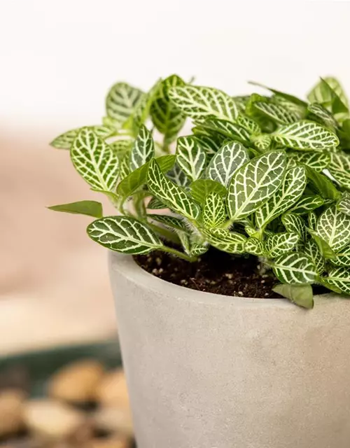 Fittonia verschaffeltii