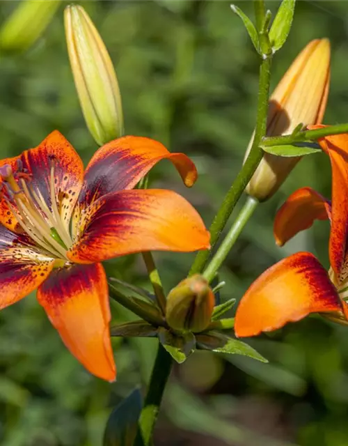 Lilium Asiatic