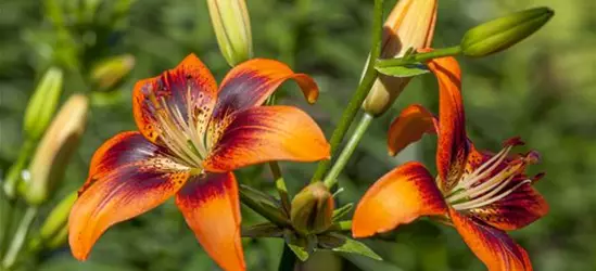 Lilium Asiatic