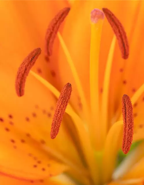 Lilium Asiatic