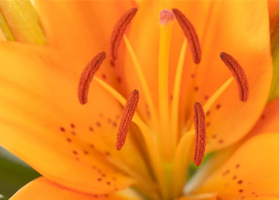 Lilium Asiatic