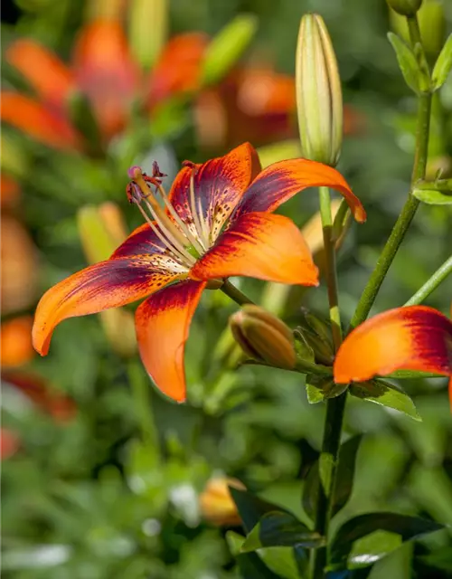 Lilium Asiatic