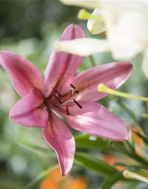 Lilium Asiatic