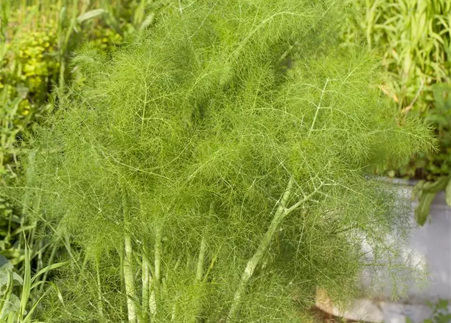 Foeniculum vulgare