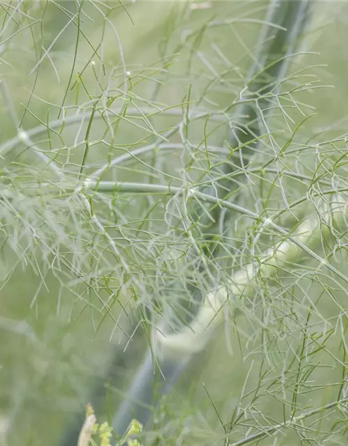 Foeniculum vulgare