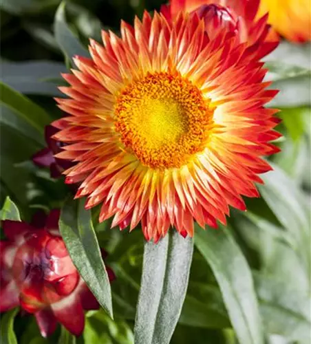 Helichrysum bracteatum