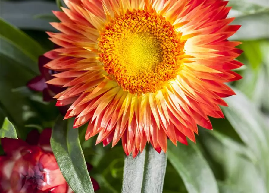 Helichrysum bracteatum