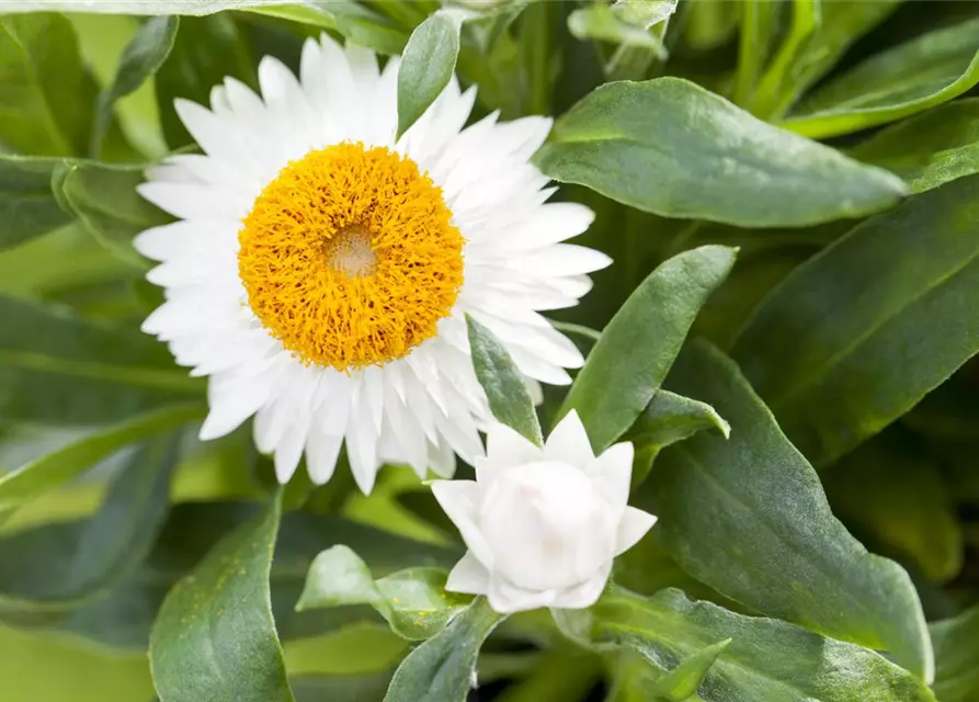 Helichrysum bracteatum