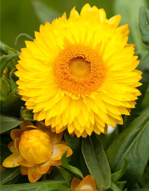 Helichrysum bracteatum