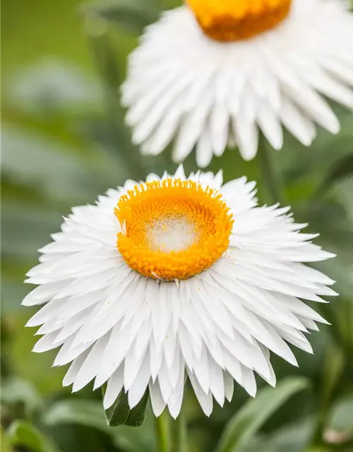 Helichrysum bracteatum