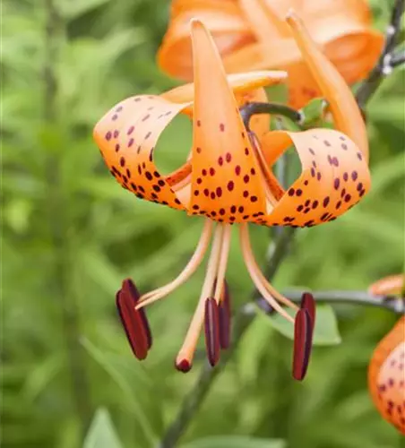 Lilium martagon