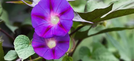 Ipomoea tricolor