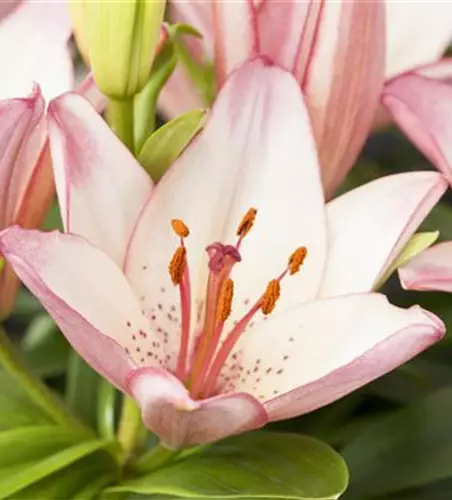 Lilium Oriental