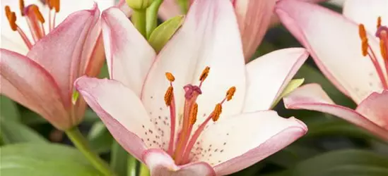 Lilium Oriental