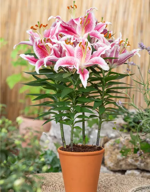 Lilium Oriental