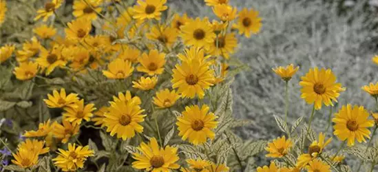 Heliopsis helianthoides