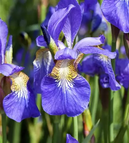 Iris sibirica