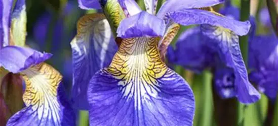 Iris sibirica