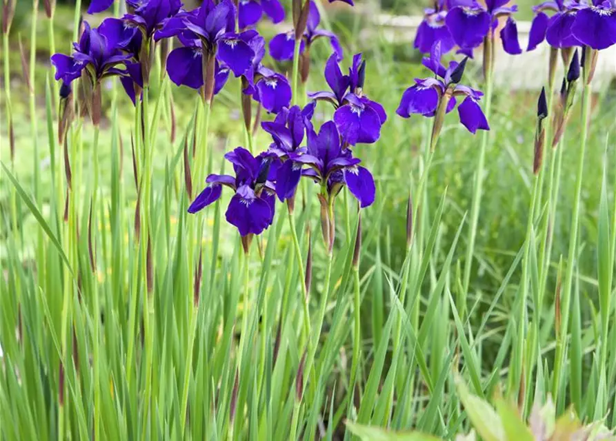 Iris sibirica