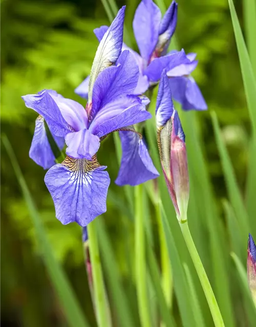 Iris sibirica