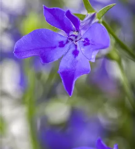 Lobelia erinus