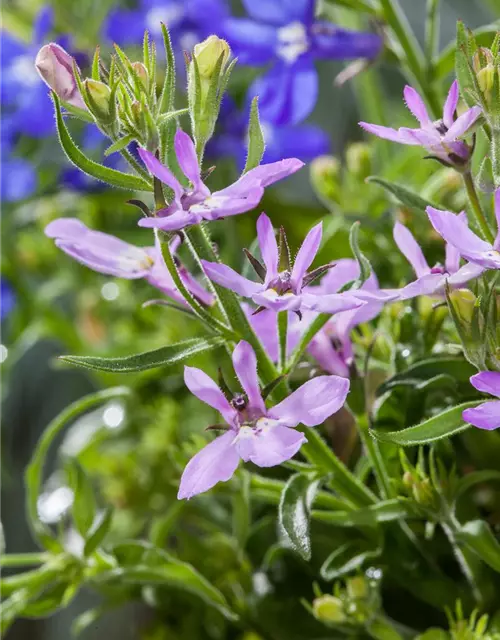 Lobelia erinus