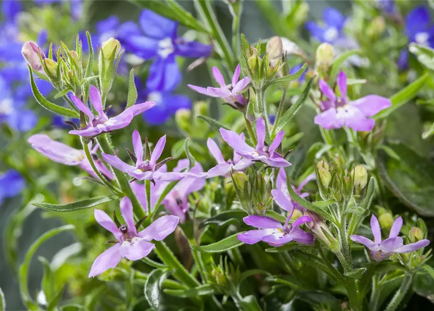 Lobelia erinus