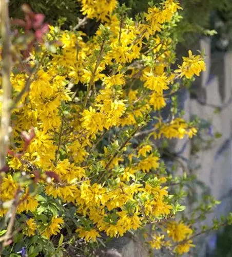 Forsythia x intermedia