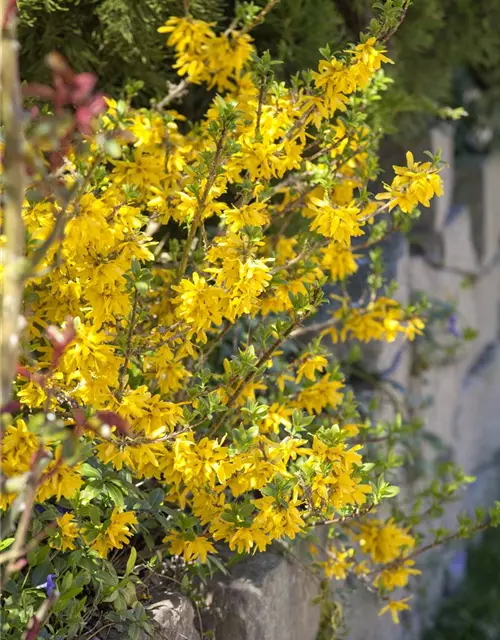 Forsythia x intermedia