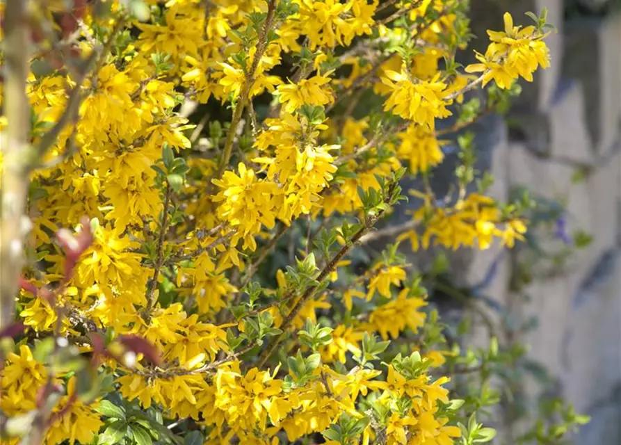 Forsythia x intermedia