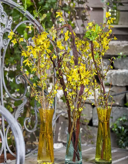 Forsythia x intermedia