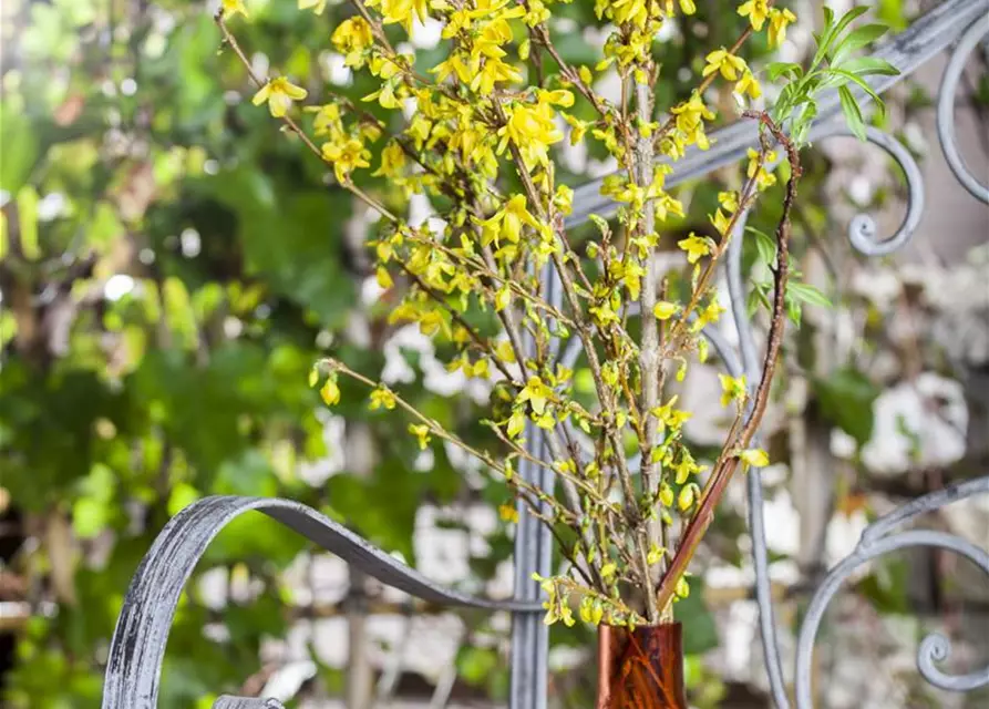 Forsythia x intermedia