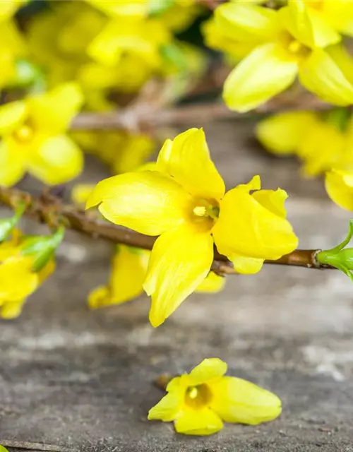 Forsythia x intermedia