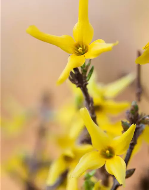 Forsythia x intermedia