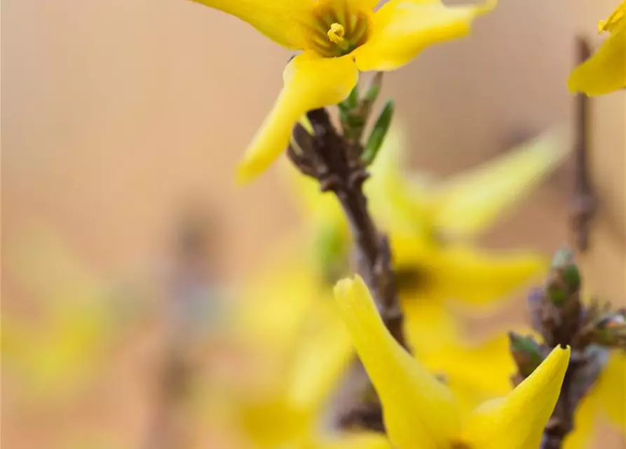 Forsythia x intermedia