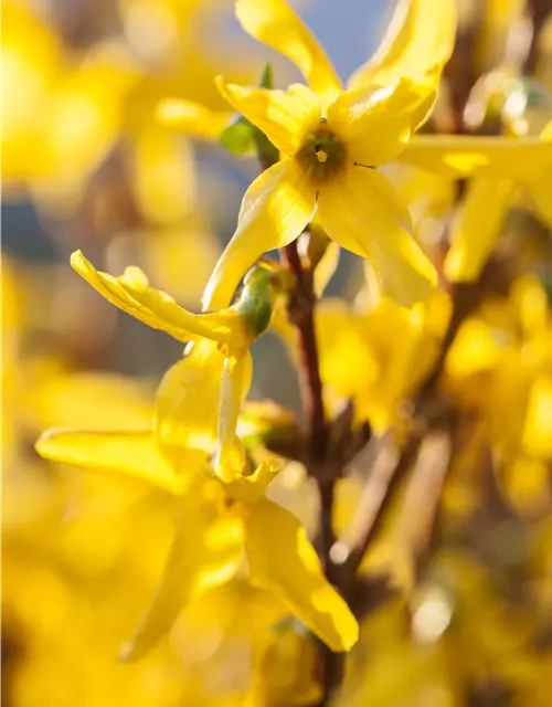 Forsythia x intermedia