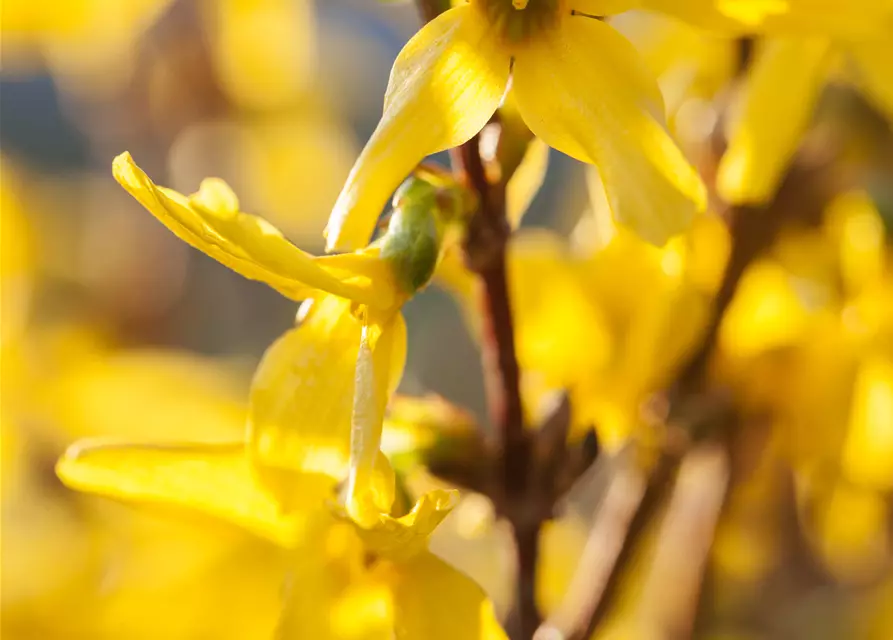 Forsythia x intermedia